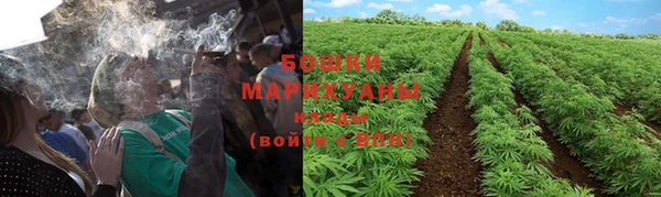 прущие грибы Волосово